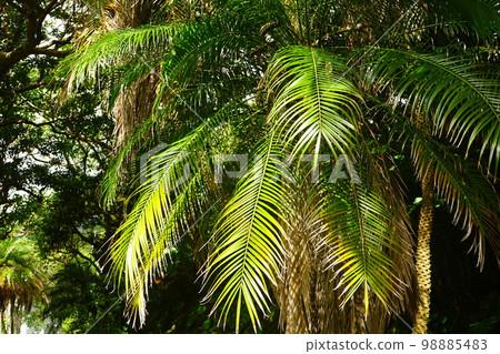 Japan Tokyo Hachijojima Uramigataki Falls Japan Tokyo Hachijojima Uramigataki Falls 98885483