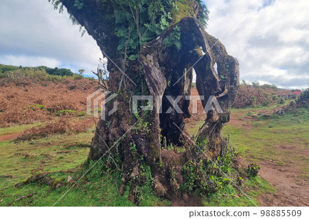View of the trunk of an old tree. A broken tree. View of the trunk of an old tree. A broken tree. 98885509