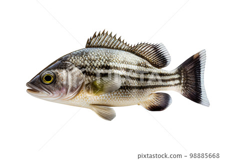 Sea bass fish 98885668