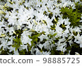 white azalea in full bloom 98885725