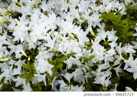 盛開的白色杜鵑花 98885725