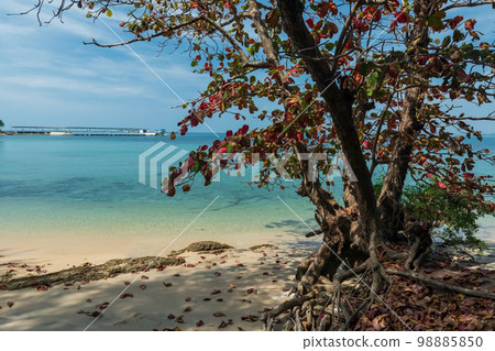 Autumn foliage tree by sea at Ko Man Nai, Rayong Autumn foliage tree by sea at Ko Man Nai, Rayong 98885850