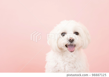 一隻粉紅色的雄鹿和一隻微笑的馬耳他人 一隻粉紅色的雄鹿和一隻微笑的馬耳他人 98887125