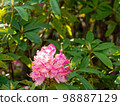 blooming pink rhododendron flowers 98887129