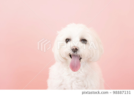 馬耳他笑著 Pinkback 馬耳他笑著 Pinkback 98887131