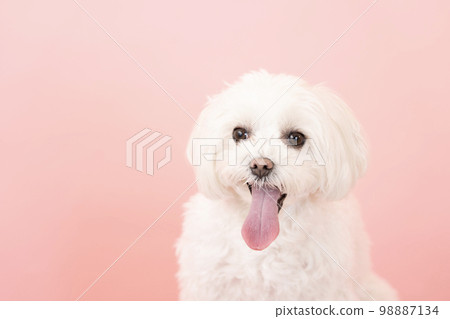 Maltese Laughing with Pinkback 98887134