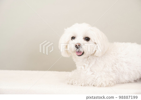 Maltese sitting with a gray background and laughing Maltese sitting with a gray background and laughing 98887199
