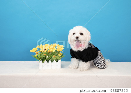 藍背黃花的微笑馬耳他人 98887233