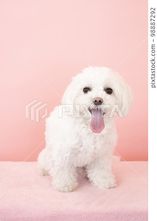 Maltese Laughing with Pinkback 98887292