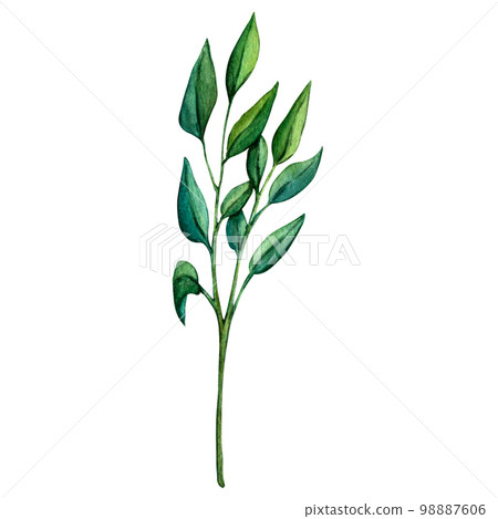 A branch with green leaves. Element for decorative forest design. Woodland hand-painted nature illustration for kids design, postcards, poster and print. Clip art for nursery design. 98887606