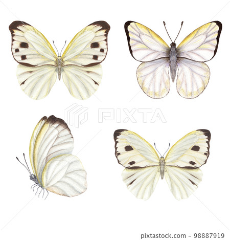 Set of watercolor cabbage butterflies isolated on white background. Perfect for wallpaper, print, textile, nursery, scrapbooking, wedding invitation, banner design, postcards, clothing Set of watercolor cabbage butterflies isolated on white background. Perfect for wallpaper, print, textile, nursery, scrapbooking, wedding invitation, banner design, postcards, clothing 98887919