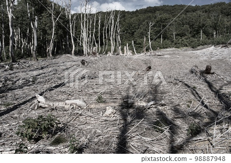 Withered trees, image of environmental destruction Withered trees, image of environmental destruction 98887948