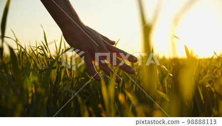 Human man's hand moving through green field of the grass. Male hand touching a young wheat in the wheat field while sunset. Boy's hand touching wheat during sunset. Human man's hand moving through green field of the grass. Male hand touching a young wheat in the wheat field while sunset. Boy's hand touching wheat during sunset. 98888113