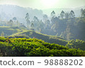 Tea plantation 98888202