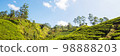 Tea plantation 98888203