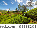 Tea plantation 98888204