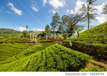 Tea plantation 98888204