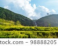 Tea plantation 98888205