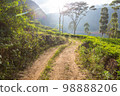 Tea plantation 98888206