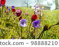 Wildflowers 98888210