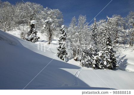 福島縣只見町里山的積雪森林 福島縣只見町里山的積雪森林 98888818