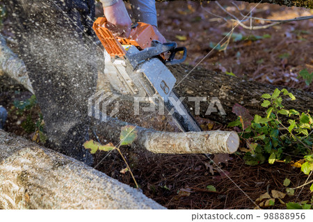 During aftermath of hurricane woodcutter sawed down trees in forest with hand chainsaw 98888956