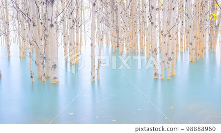 Birch forest in turquoise water. Abraham Lake. Natural scenery in fall time. Birch forest in turquoise water. Abraham Lake. Natural scenery in fall time. 98888960