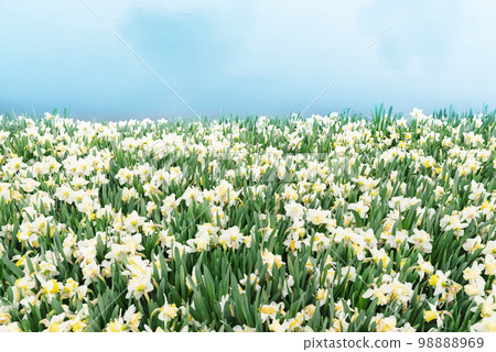 Field of daffodils blooming Field of daffodils blooming 98888969