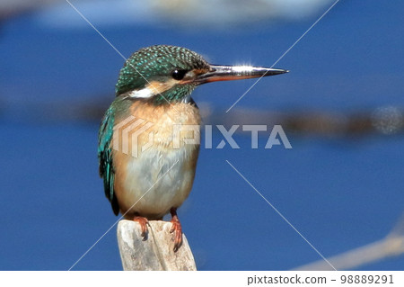 Kingfisher 98889291