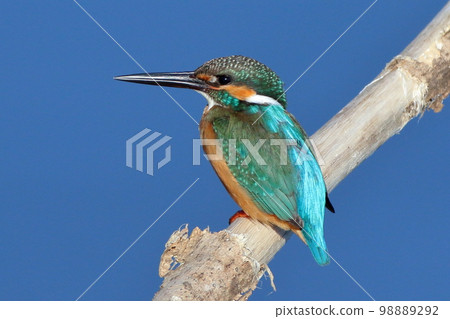 Kingfisher 98889292