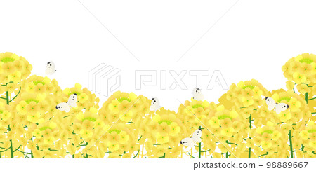 Field of rapeseed background material 98889667