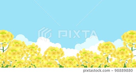 Field of rapeseed background material 98889880