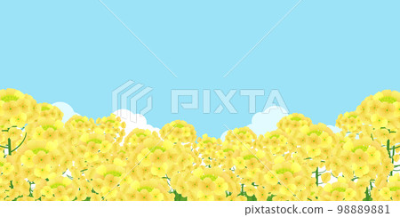 油菜花田背景素材 98889881