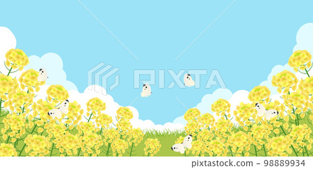Field of rapeseed background material Field of rapeseed background material 98889934