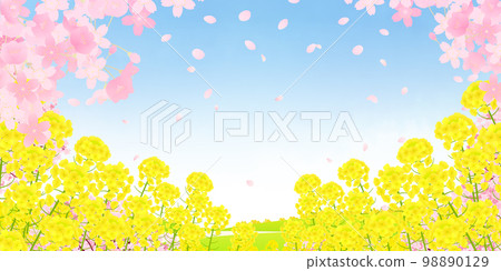 油菜花田和成排的櫻花樹背景素材 98890129