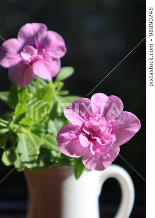用粉紅色的花 Calibrachoa 裝飾窗台 98890248