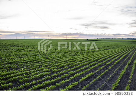 Young beet plants in spring. Cultivation of beet. The bed of beet. Leaves vegetable crops of beet. The concept of agriculture, healthy eating, organic food. Young beet plants in spring. Cultivation of beet. The bed of beet. Leaves vegetable crops of beet. The concept of agriculture, healthy eating, organic food. 98890358