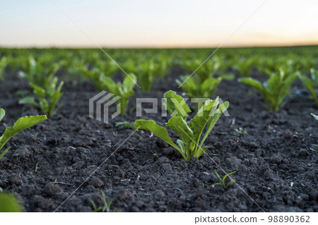 Rows of sugar beet sprouts in an agricultural field. Sugar production. Rows of sugar beet sprouts in an agricultural field. Sugar production. 98890362