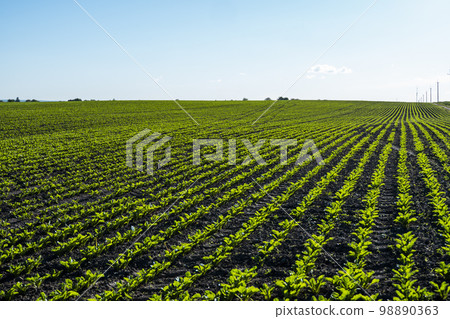 Rows of sugar beet field with leafs of young plants on fertile soil. Beetroots growing on agricultural field. The concept of agriculture, healthy eating, organic food. Rows of sugar beet field with leafs of young plants on fertile soil. Beetroots growing on agricultural field. The concept of agriculture, healthy eating, organic food. 98890363