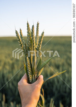 Young wheat spikes in farmers hand with a agricultural field on background, rural landscape. Green unripe cereals. The concept of agriculture, healthy eating, organic food. 98890387