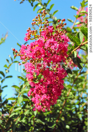 Lagerstroemia indica Lagerstroemia indica 98890624