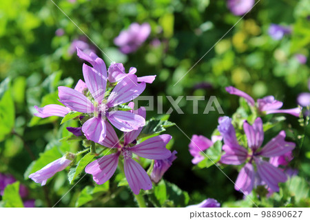 Malva sylvestris 98890627