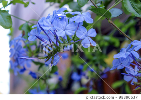 Plumbago auriculata 98890637