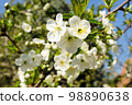 Prunus avium 98890638