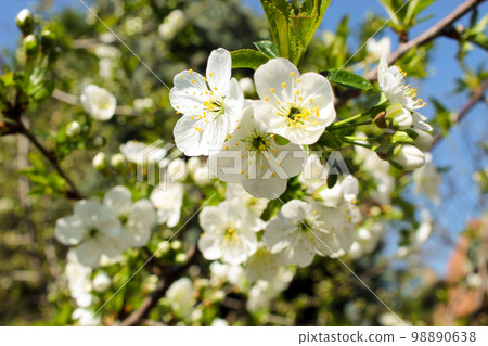 Prunus avium 98890638