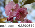 Prunus Kanzan Tree 98890639