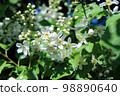 Prunus padus 98890640