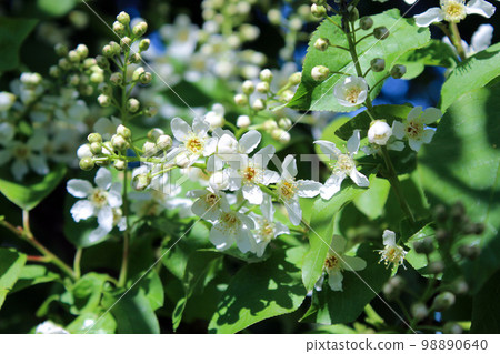 Prunus padus Prunus padus 98890640
