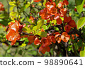 quince flower 98890641