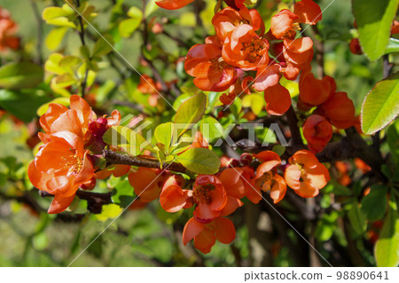 quince flower quince flower 98890641